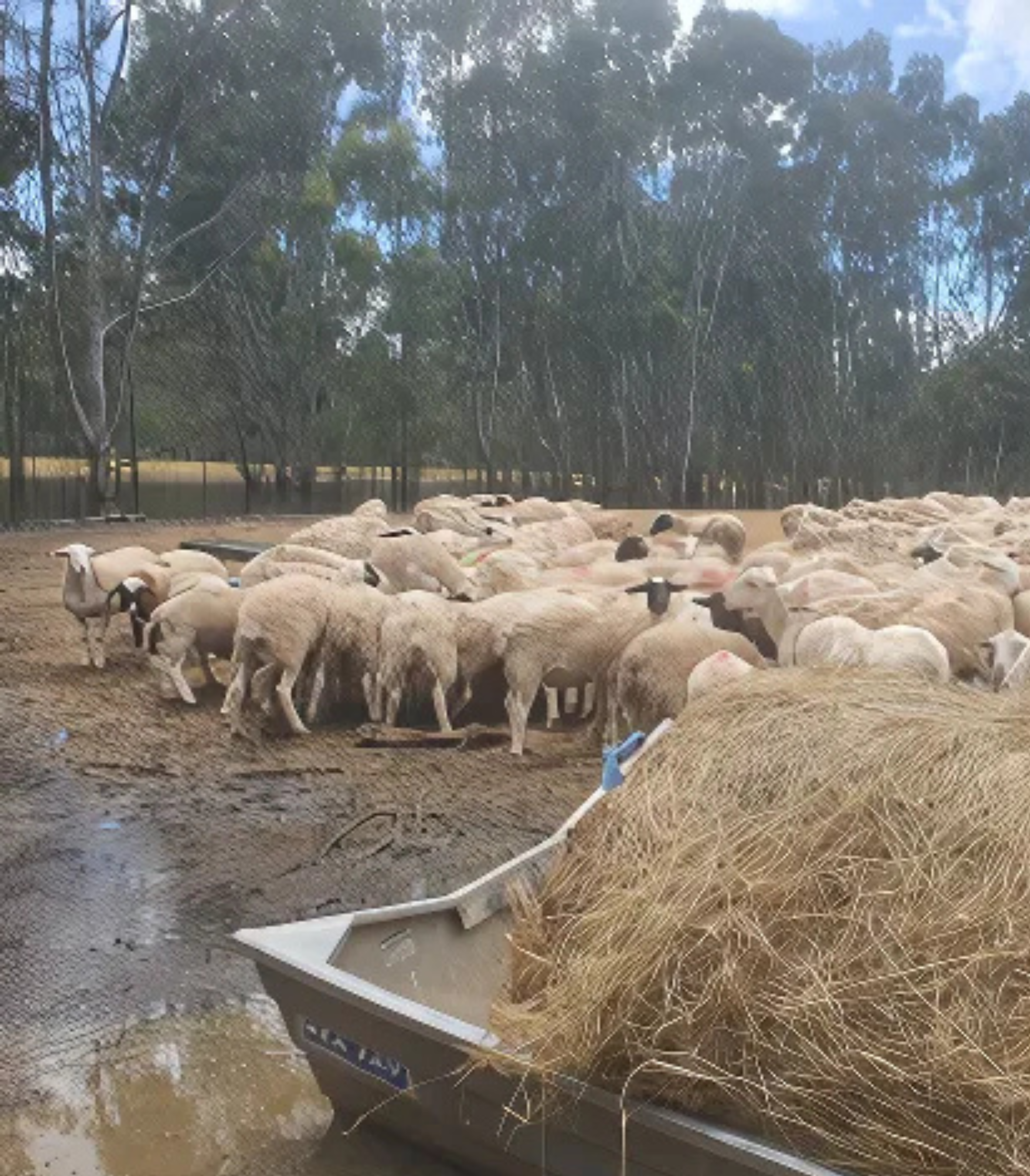 Sheep farm flooded in Victoria